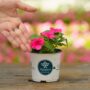 Impatiens – Beacon Rose – 4″ Pot